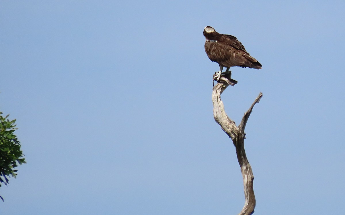 Osprey - Jim O'Neill