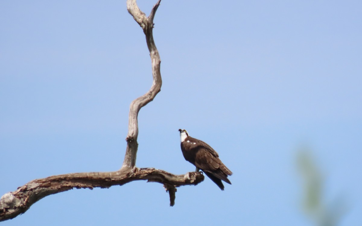 Águila Pescadora - ML620582327