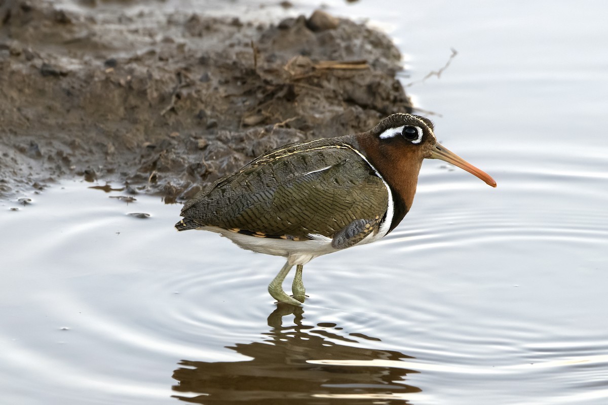 Greater Painted-Snipe - ML620582329