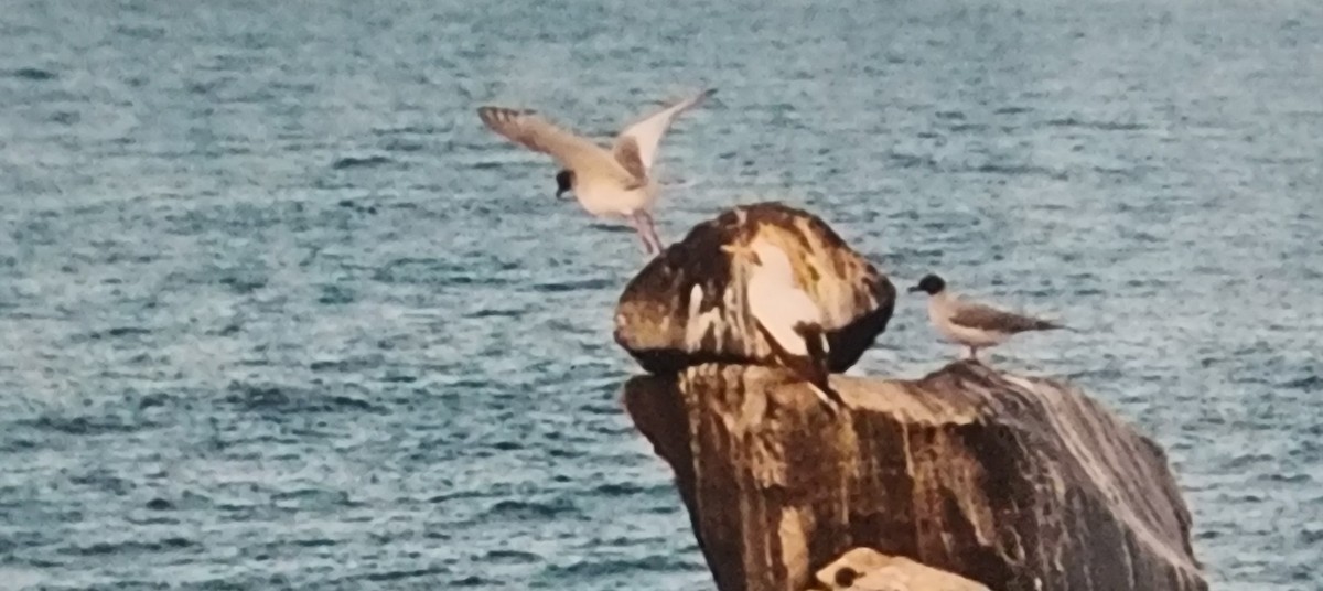 Swallow-tailed Gull - ML620582332