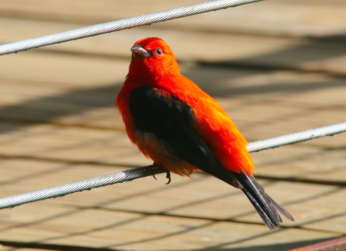 Scarlet Tanager - ML620582337