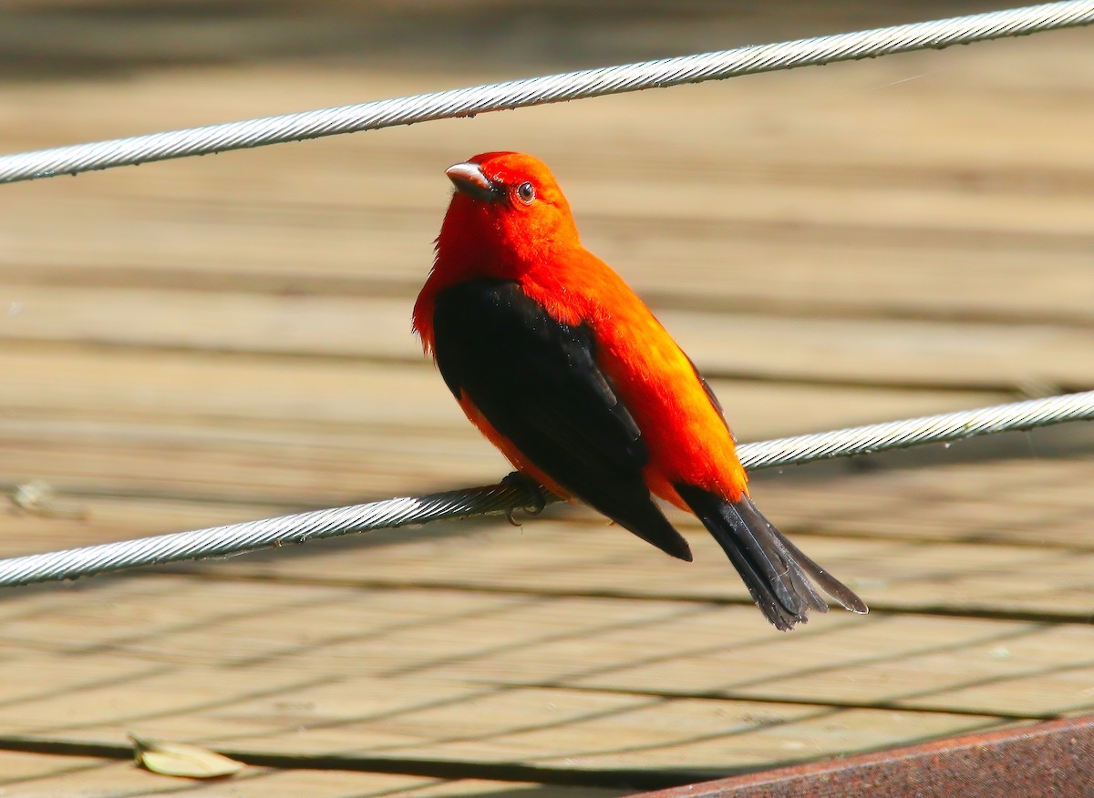 Scarlet Tanager - ML620582338