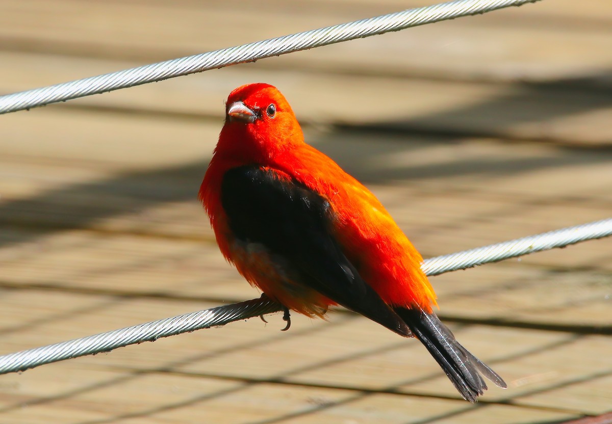 Scarlet Tanager - ML620582339