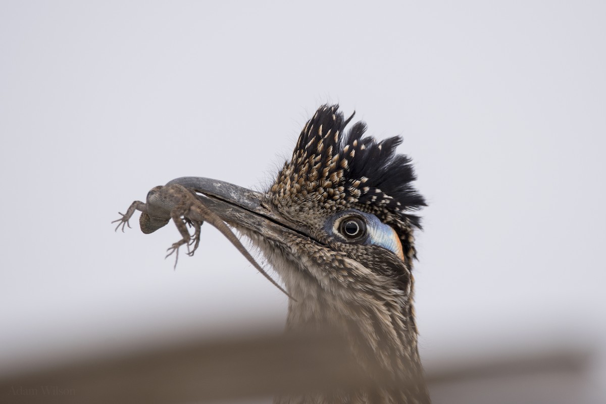 Greater Roadrunner - ML620582341