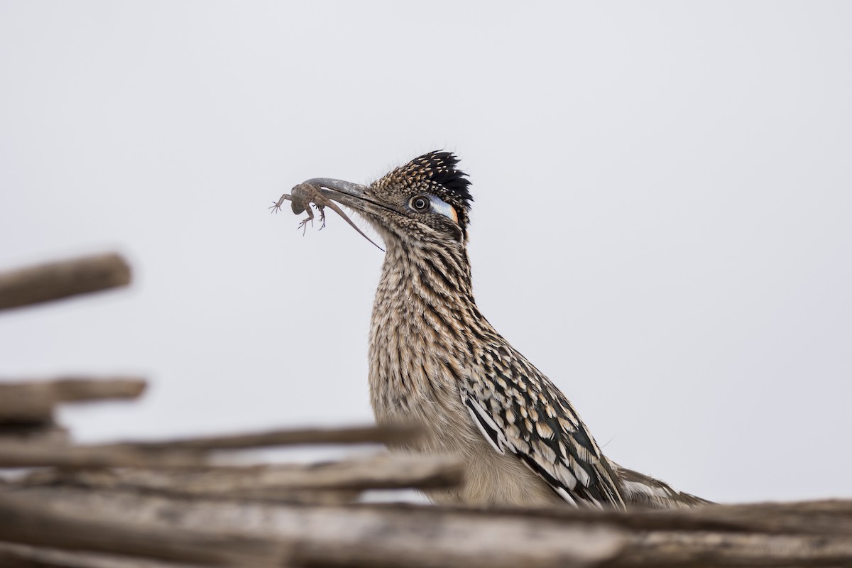 Greater Roadrunner - ML620582342