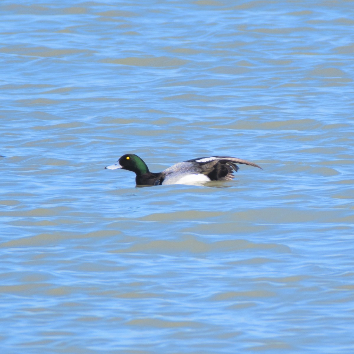 Greater Scaup - ML620582351