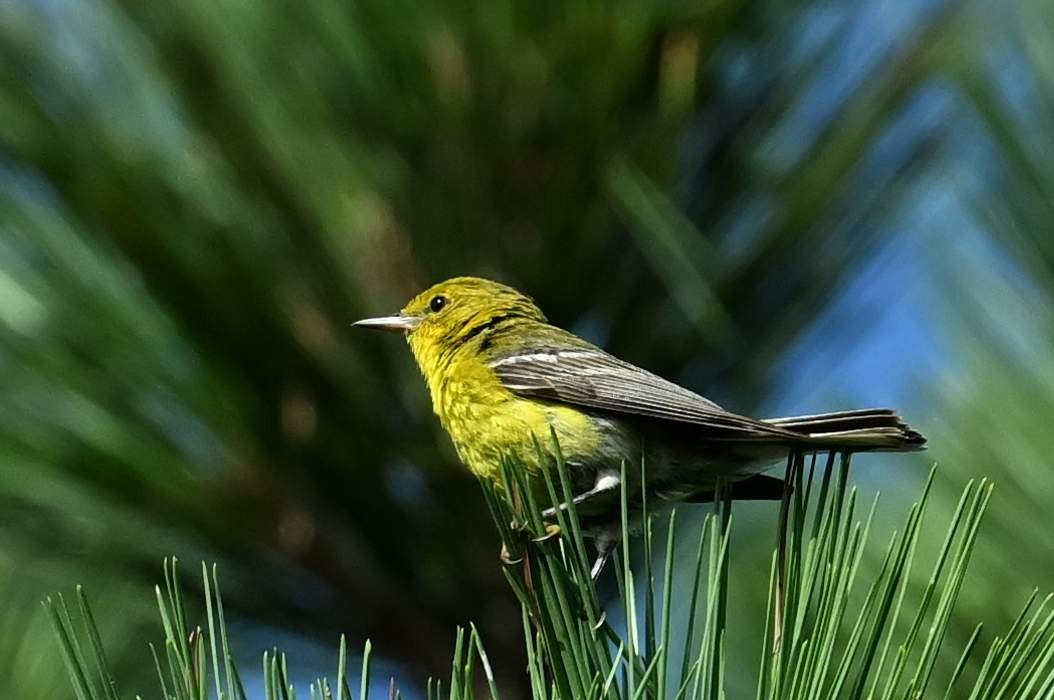 Pine Warbler - ML620582352