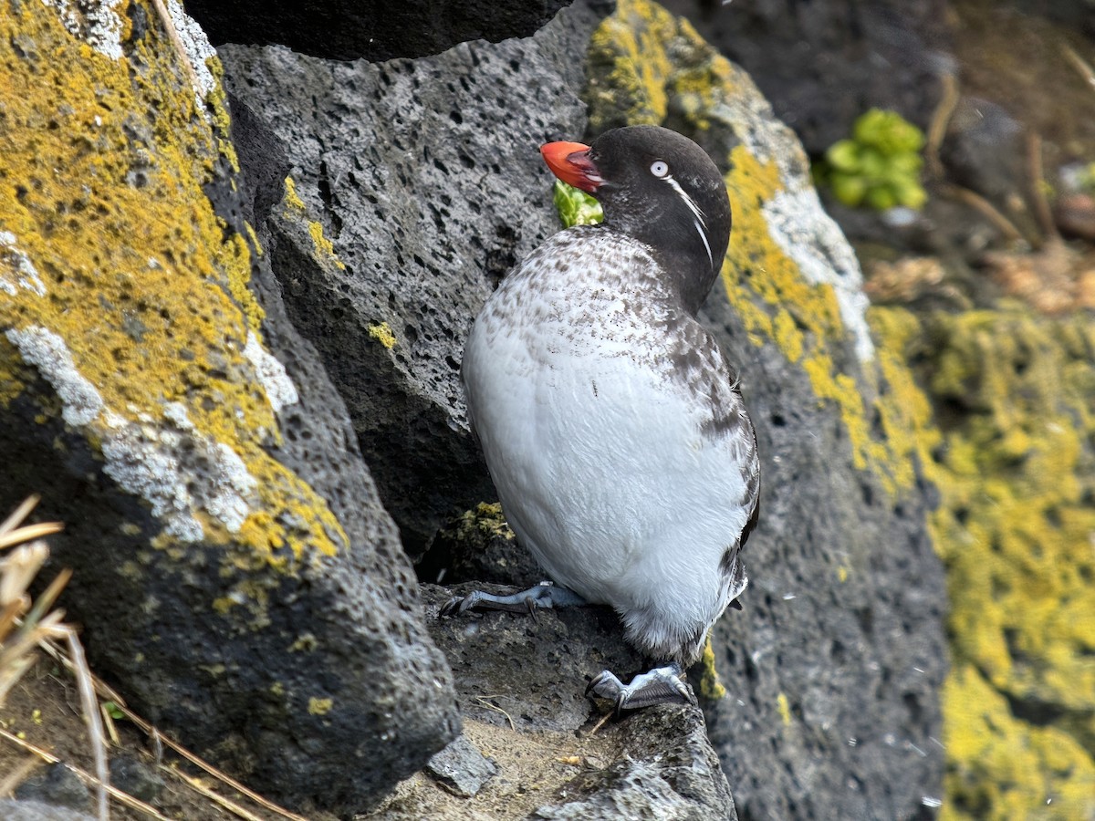 Parakeet Auklet - Joe Hammond