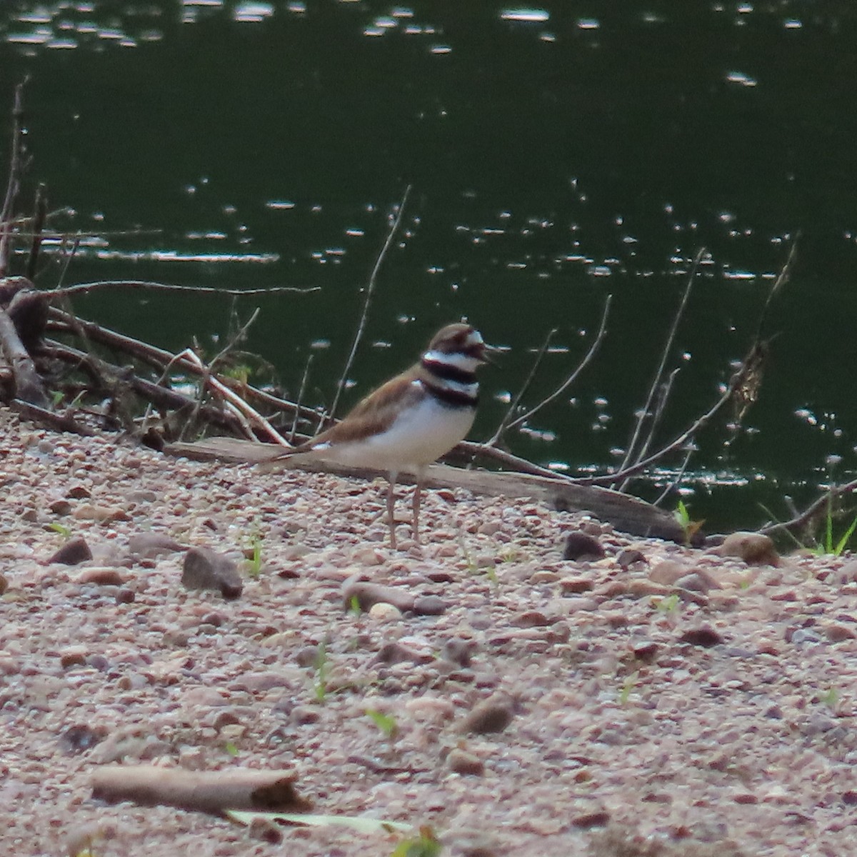 Killdeer - ML620582373