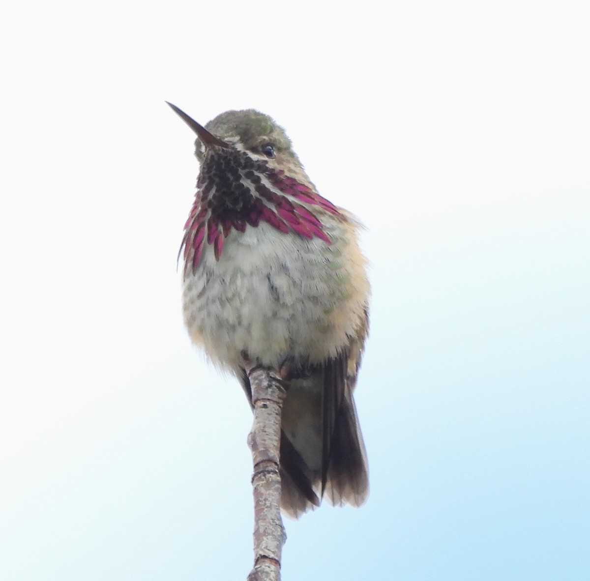 Calliope Hummingbird - ML620582378