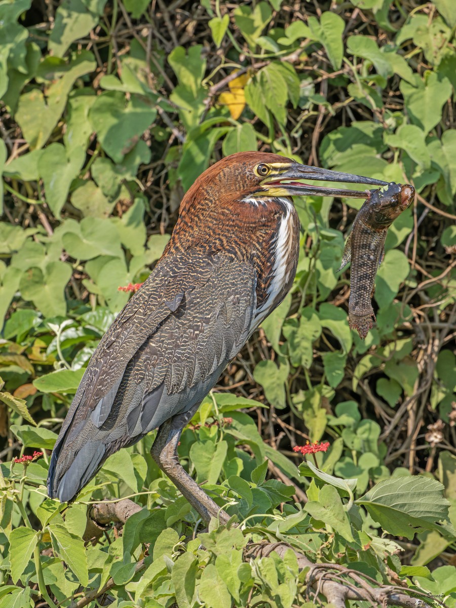 Rufescent Tiger-Heron - ML620582388