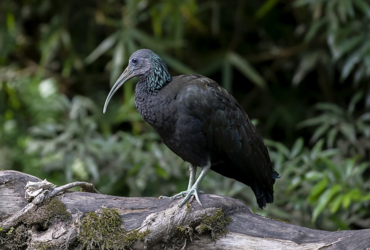 Ibis vert - ML620582398