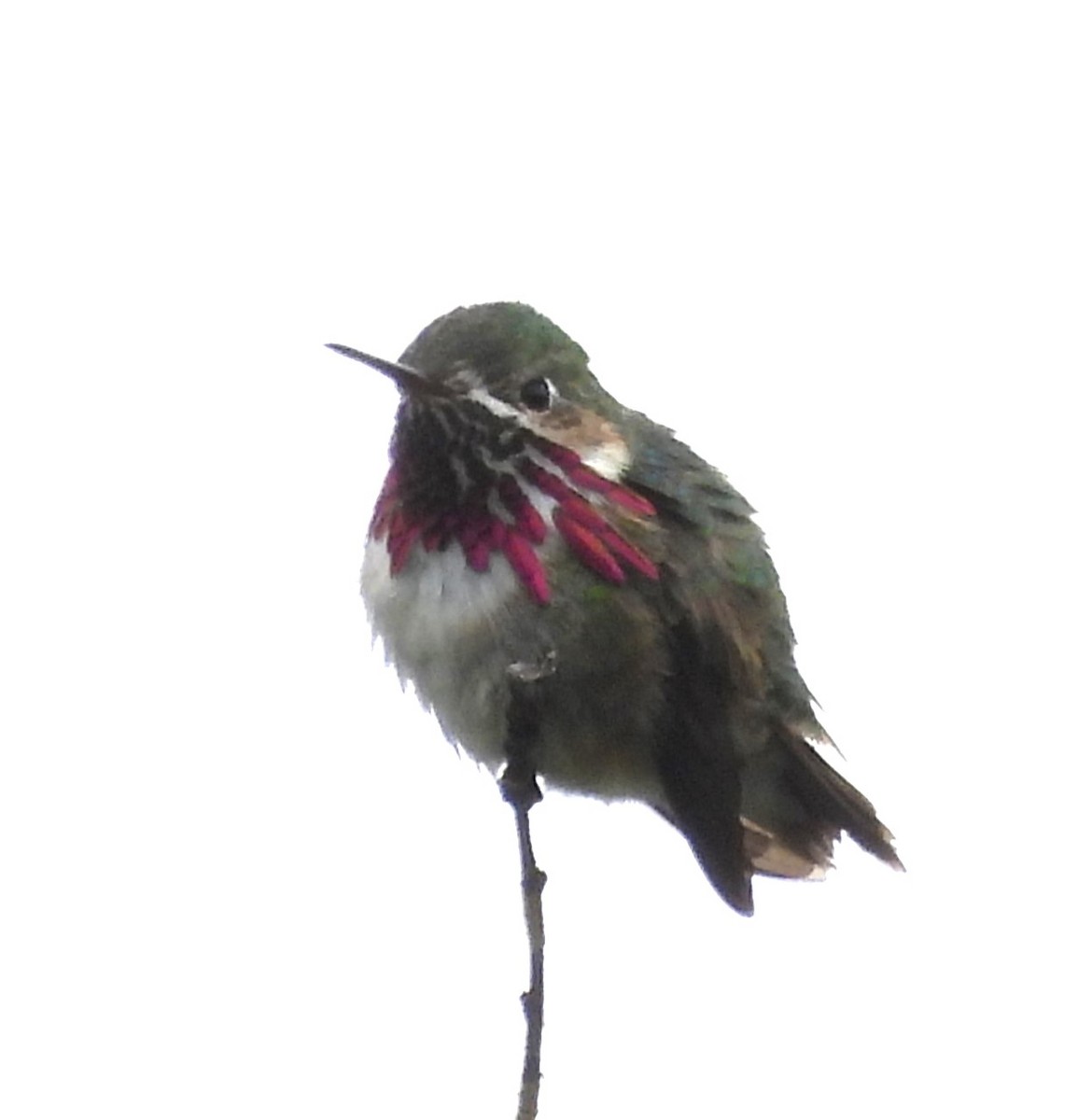 Calliope Hummingbird - ML620582403