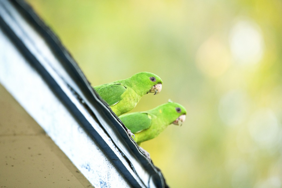 Green Parakeet - ML620582408