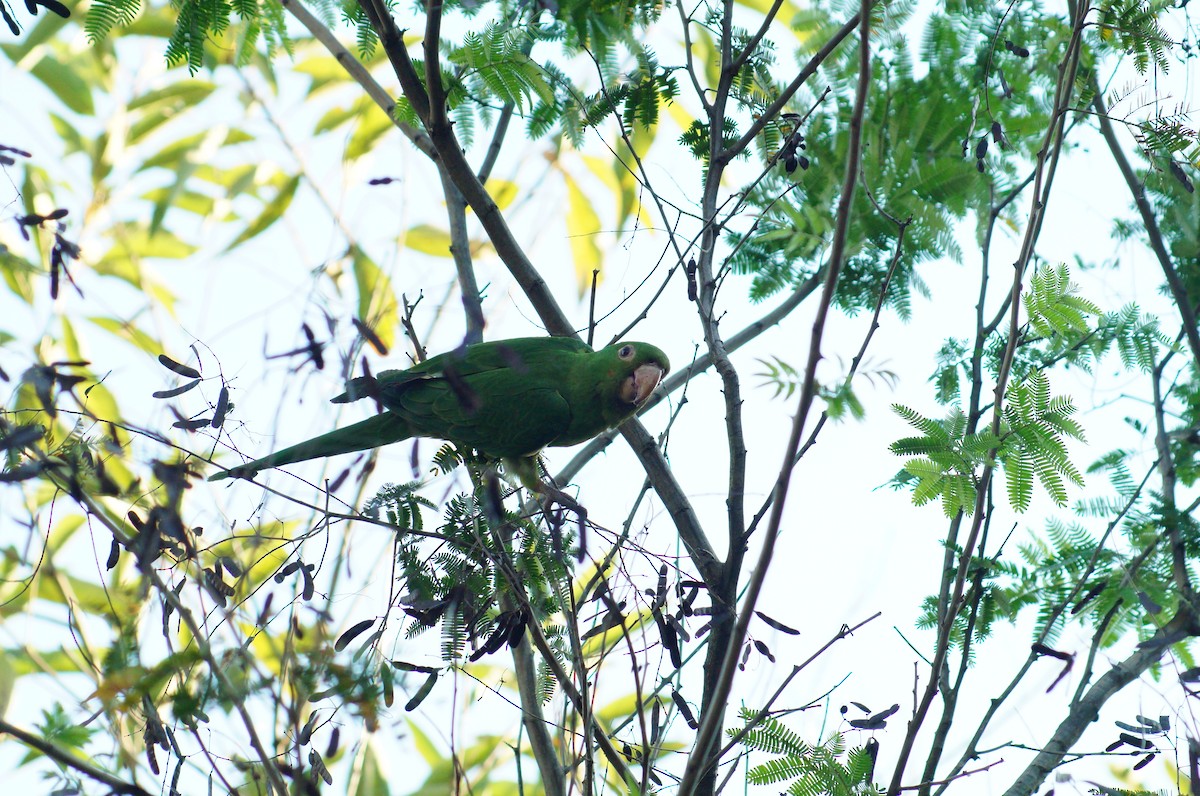 Aratinga Ojiblanca - ML620582410