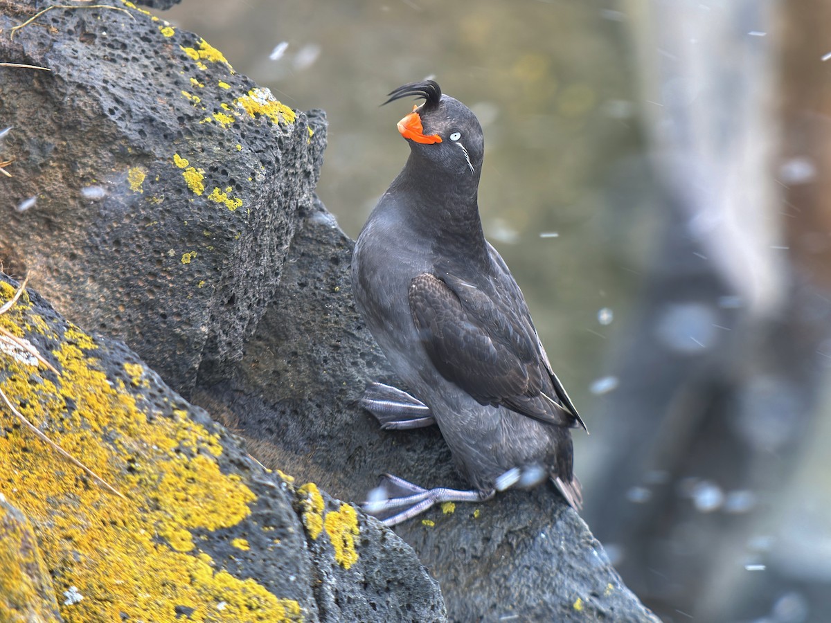 Crested Auklet - ML620582428