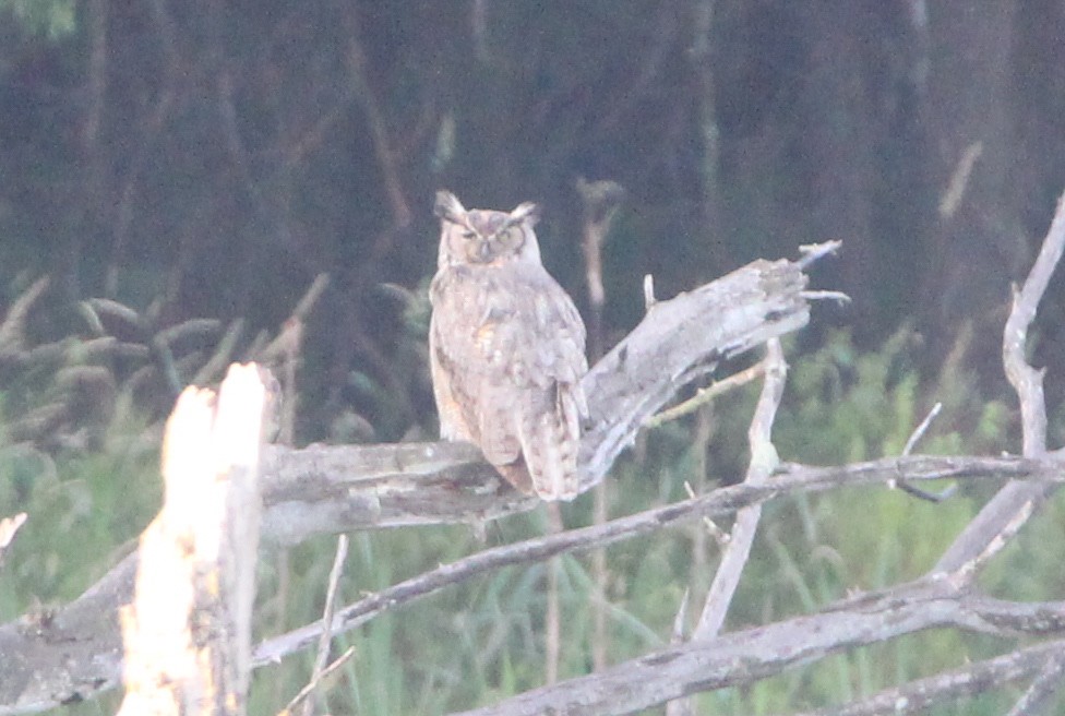 Great Horned Owl - ML620582429