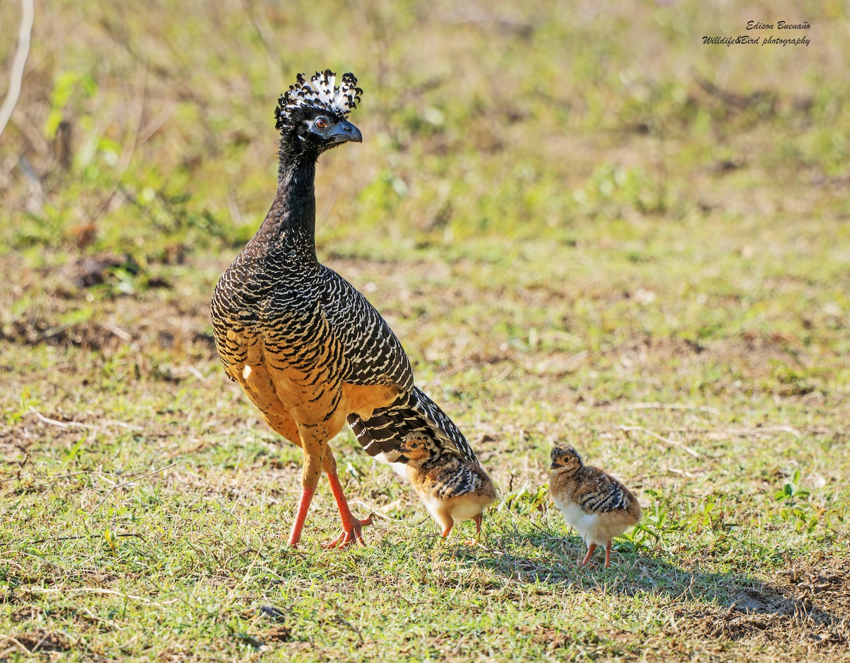 Bare-faced Curassow - Edison Buenano