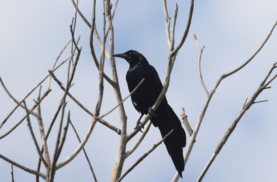 Great-tailed Grackle - ML620582434