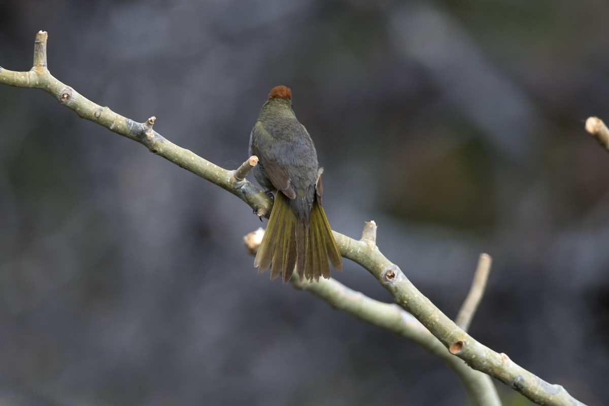 Green-tailed Towhee - ML620582438