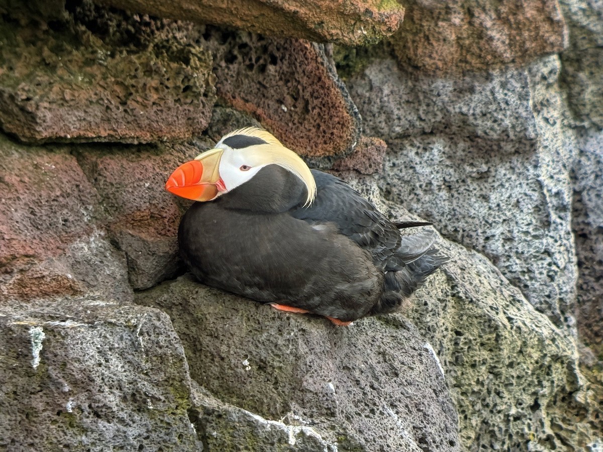 Tufted Puffin - ML620582460