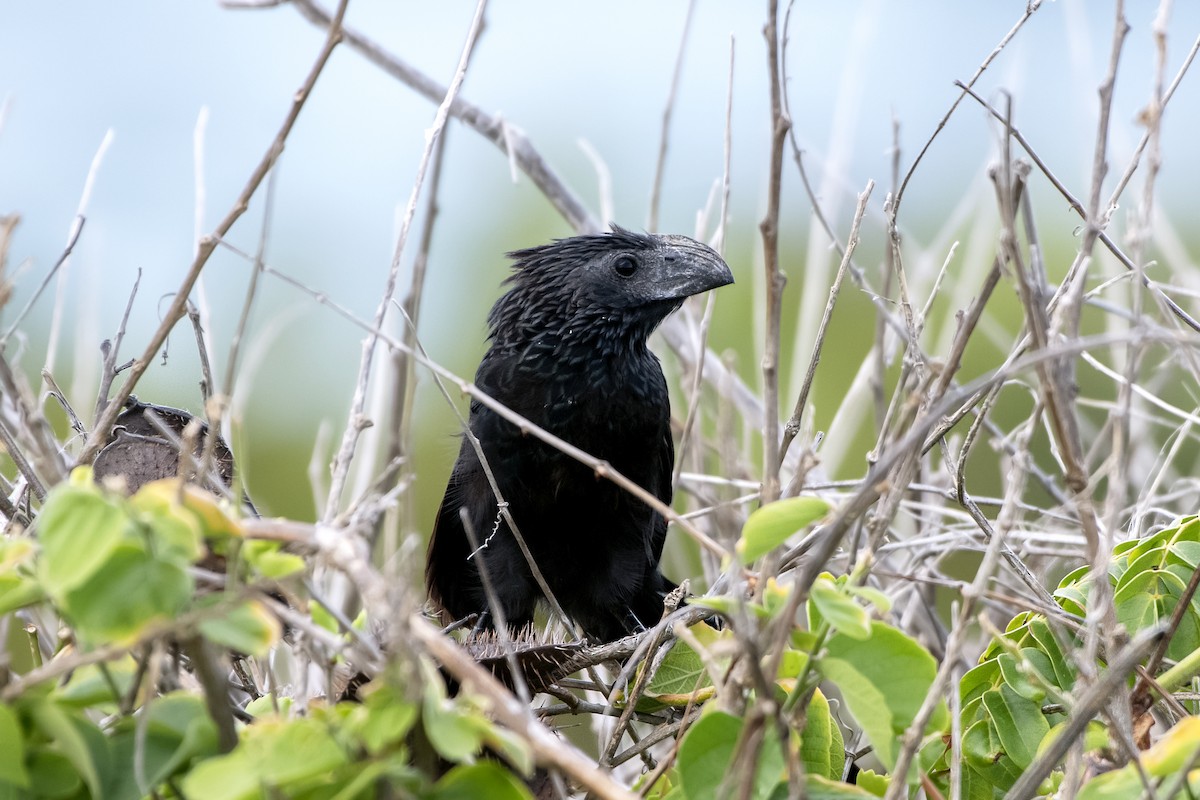 Groove-billed Ani - ML620582463