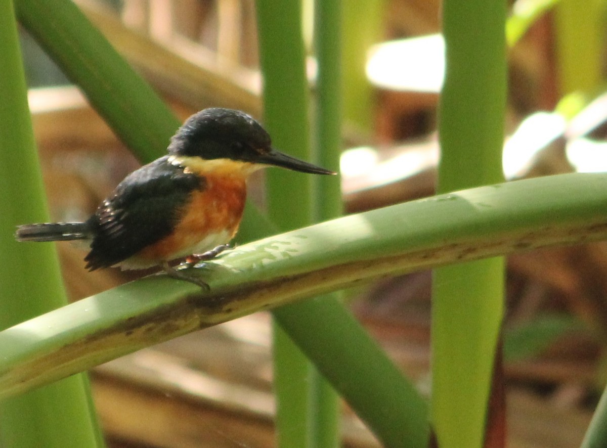 American Pygmy Kingfisher - Miguel  Magro