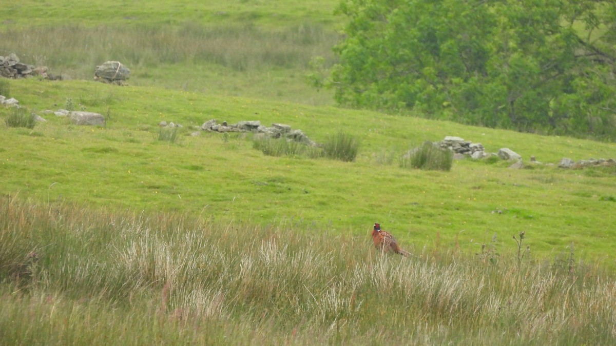 Ring-necked Pheasant - ML620582469