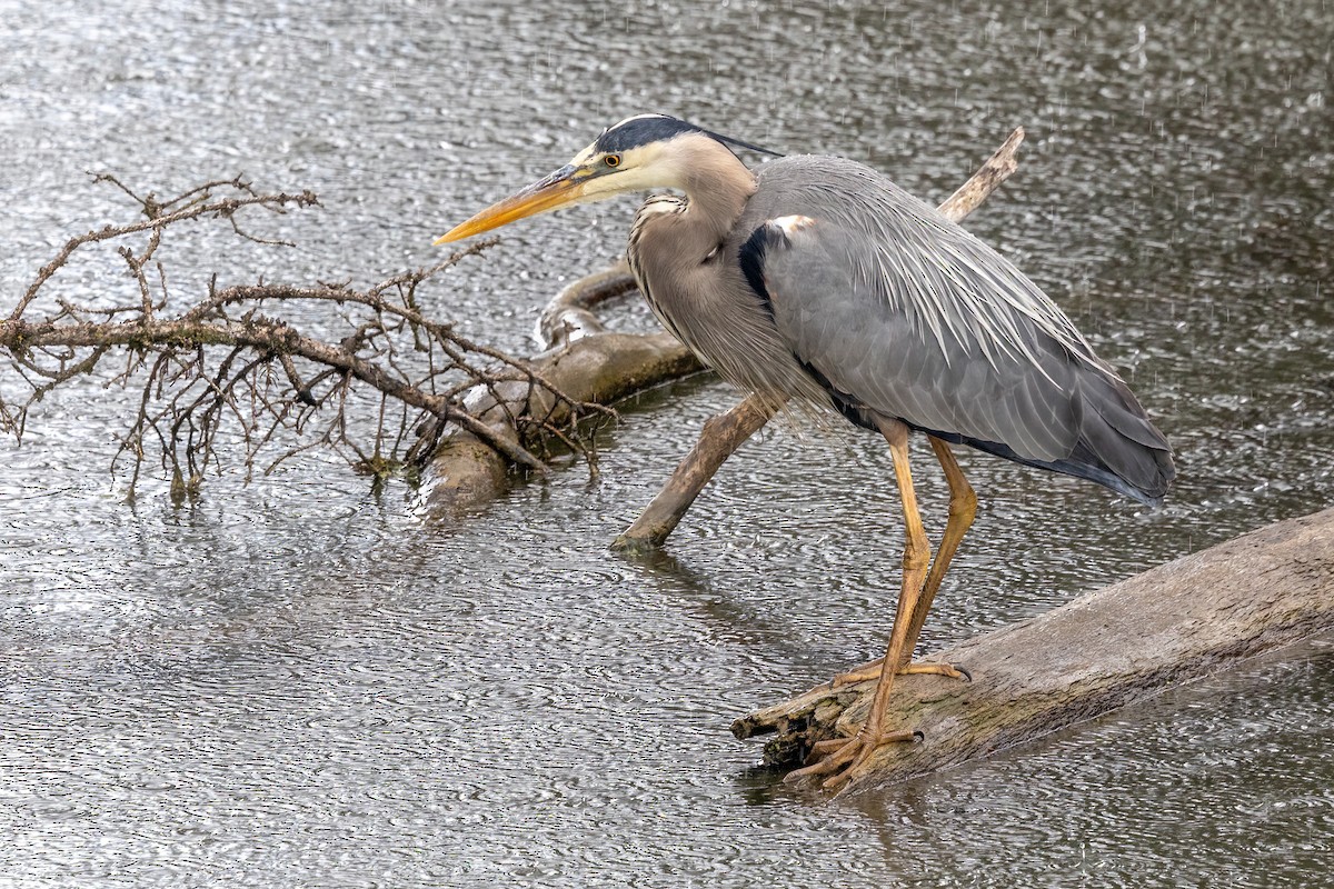 Great Blue Heron - ML620582470