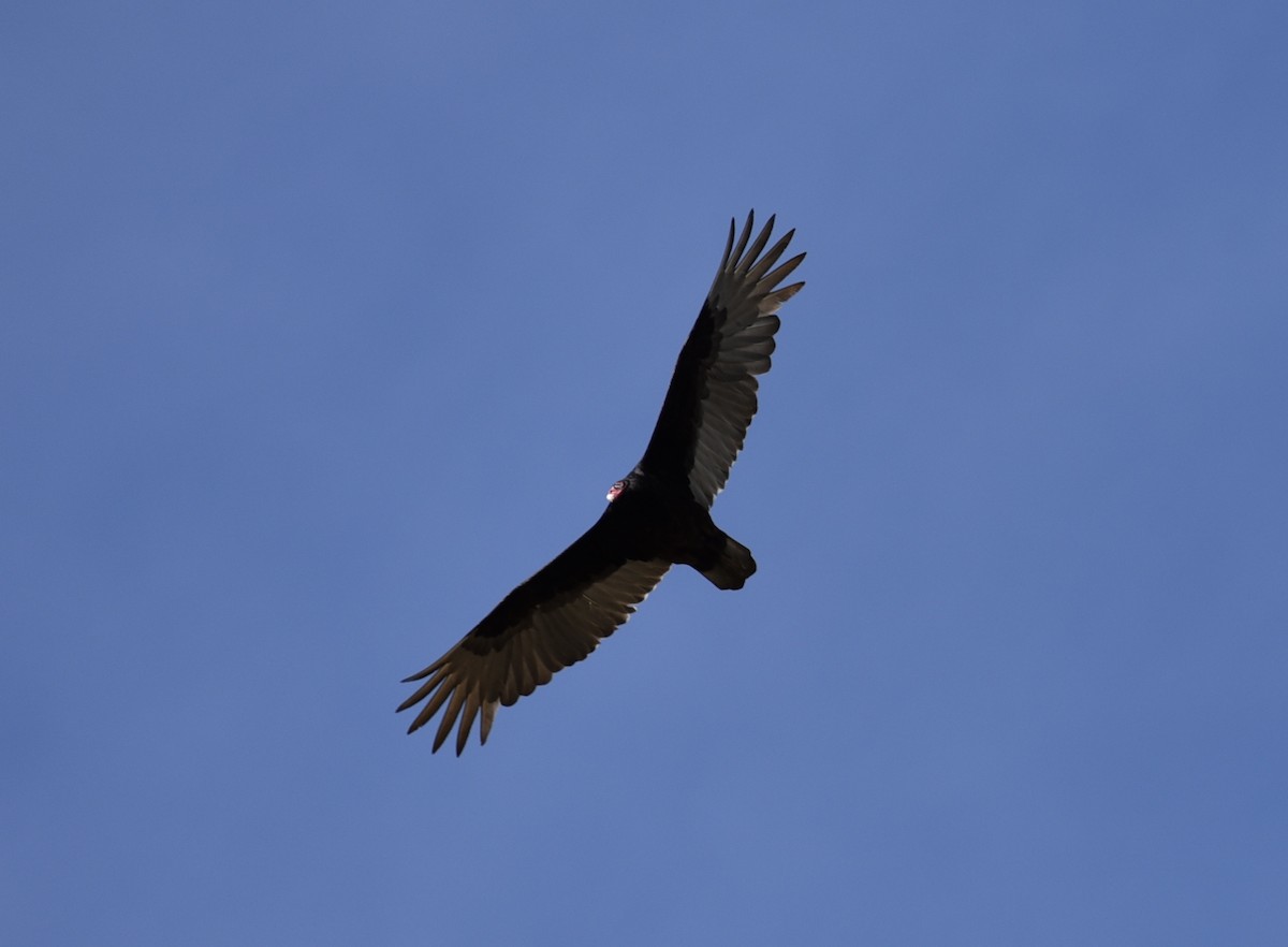 Turkey Vulture - ML620582471