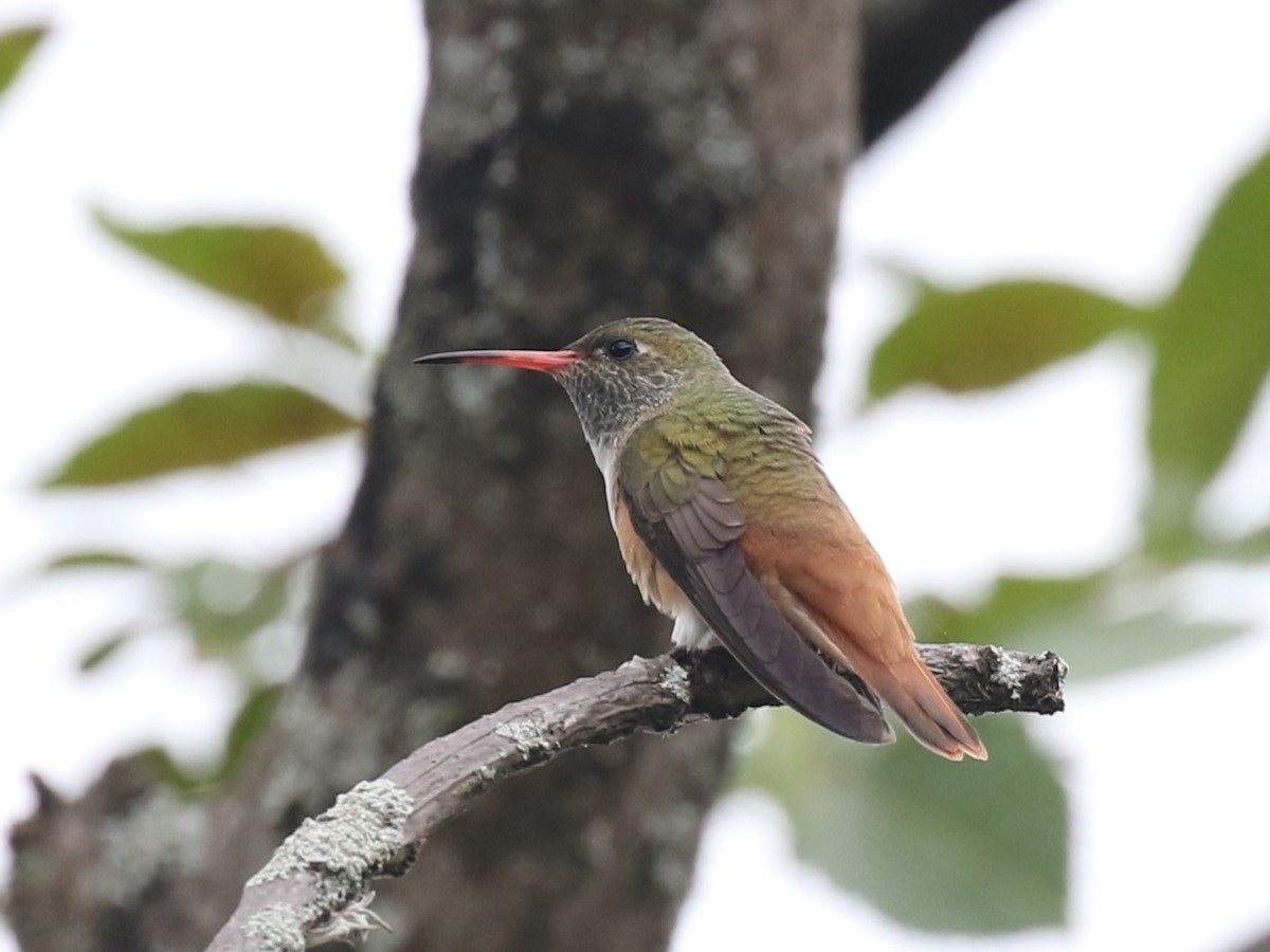 Amazilia Hummingbird - ML620582472