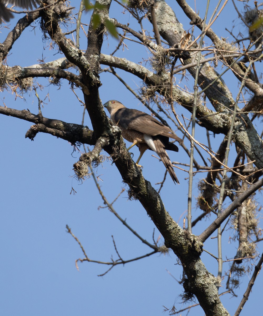 Cooper's Hawk - ML620582474