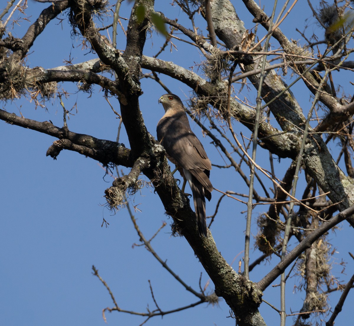 Cooper's Hawk - ML620582475