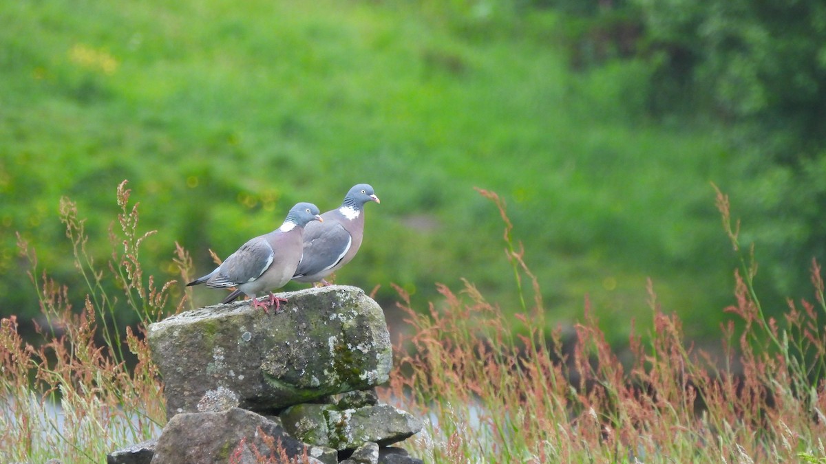 Common Wood-Pigeon - Andy  Woodward