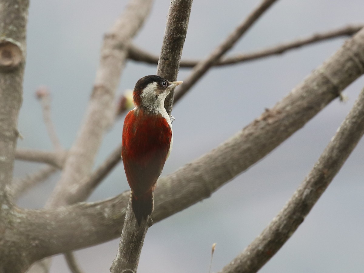 Scarlet-backed Woodpecker - ML620582481