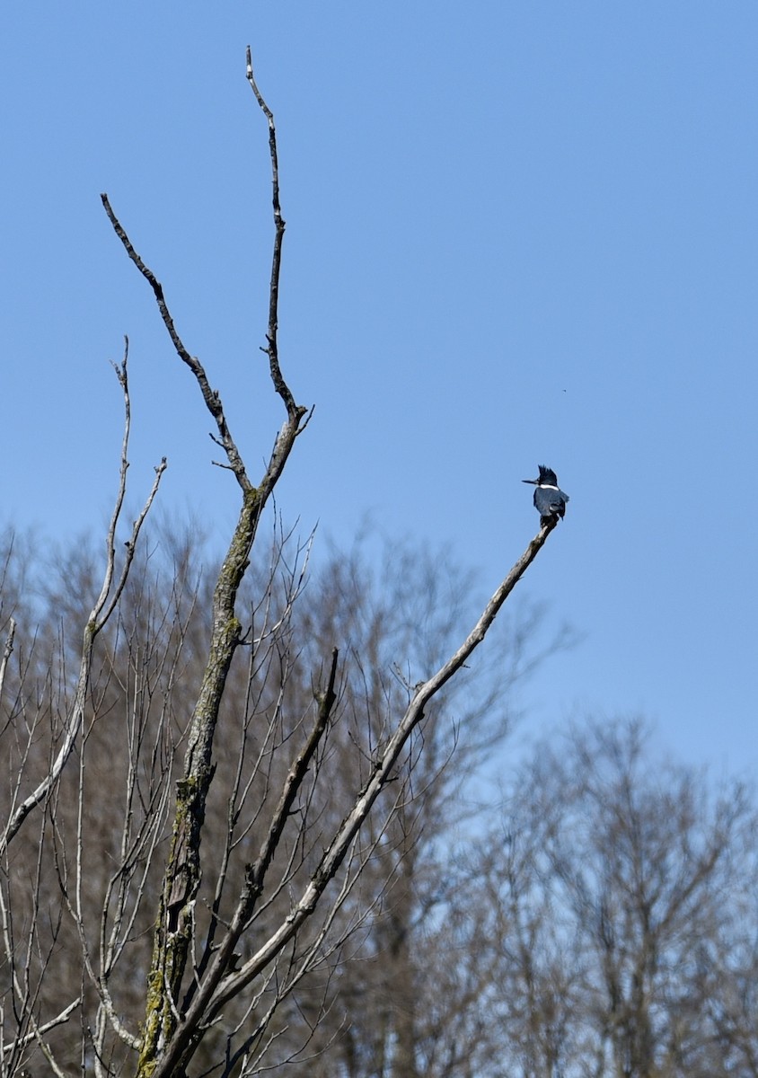 Belted Kingfisher - ML620582493