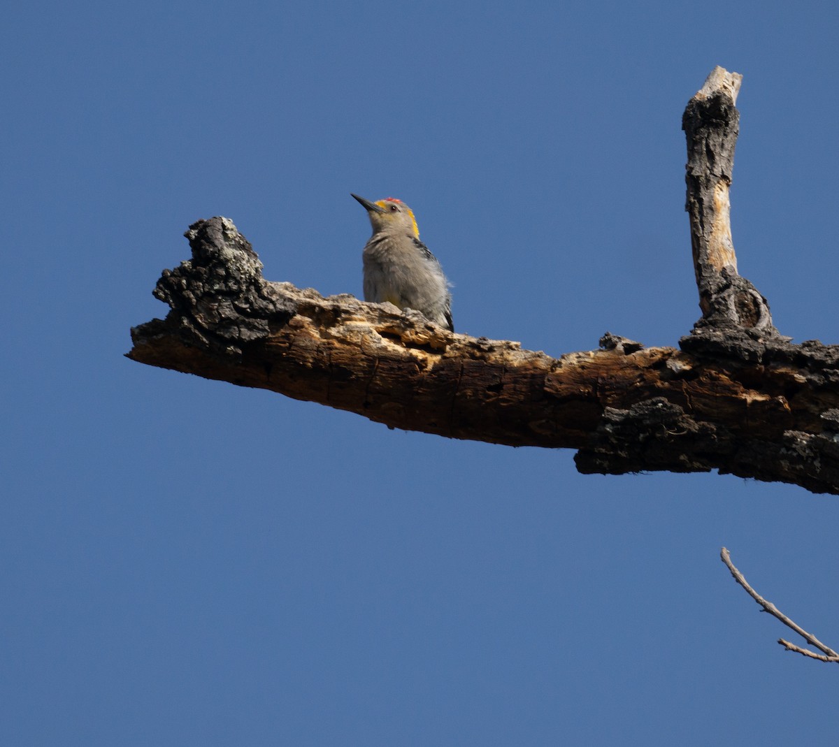 Golden-fronted Woodpecker - ML620582494