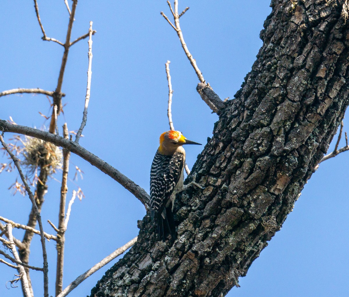 Golden-fronted Woodpecker - ML620582496