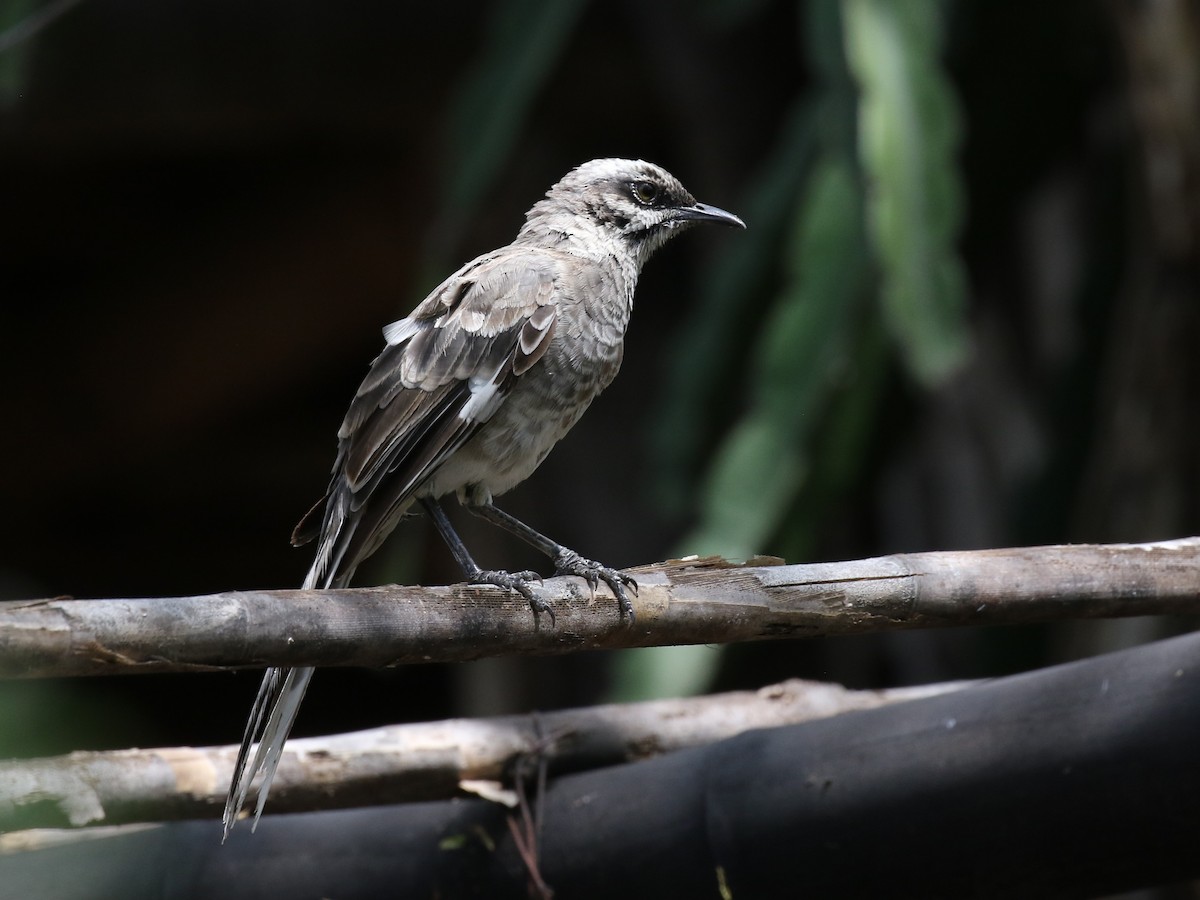 Long-tailed Mockingbird - ML620582498