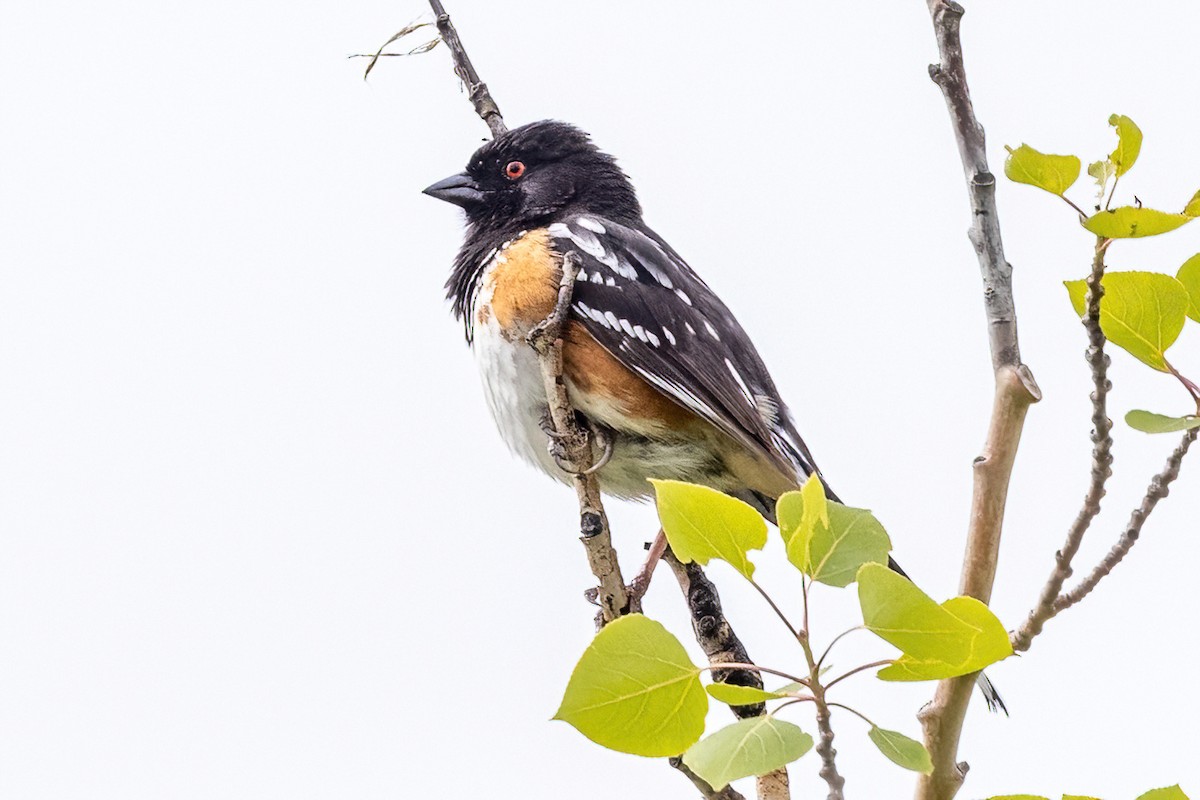 Spotted Towhee - ML620582500