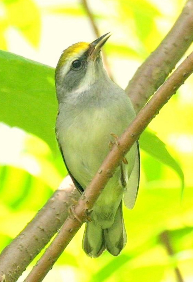 Golden-winged Warbler - ML620582503