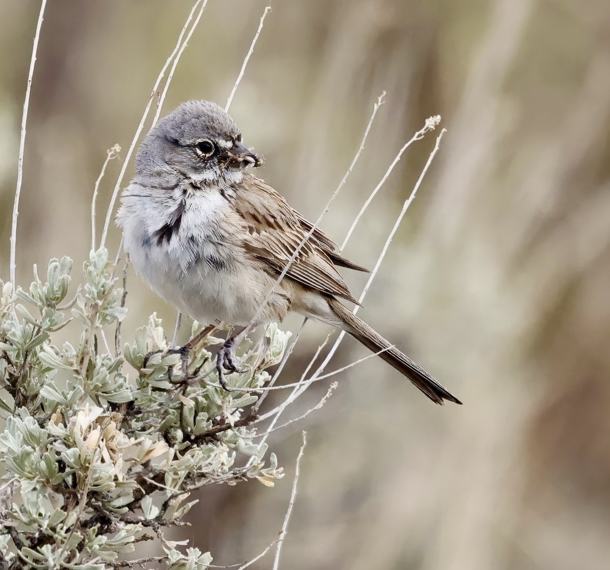 Sagebrush Sparrow - ML620582512