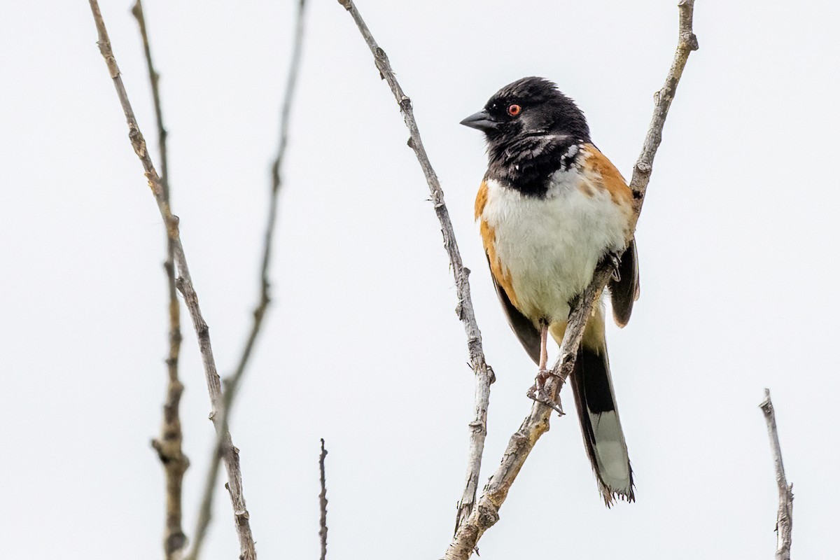Spotted Towhee - ML620582515
