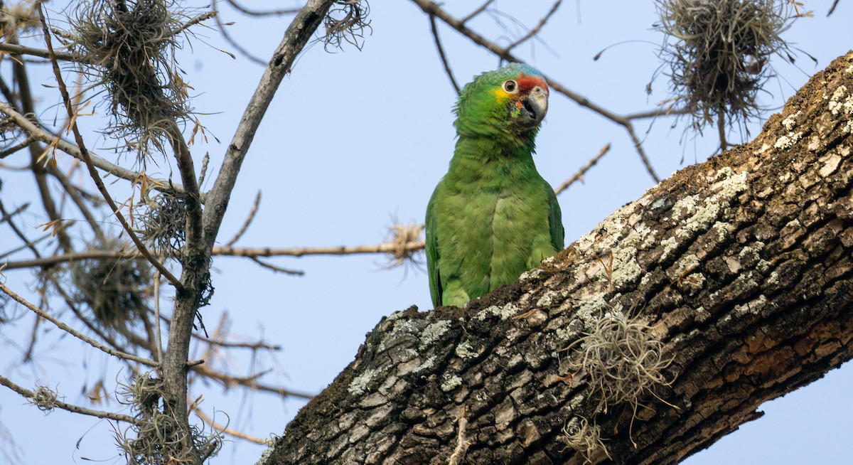 Amazona Frentirroja - ML620582526