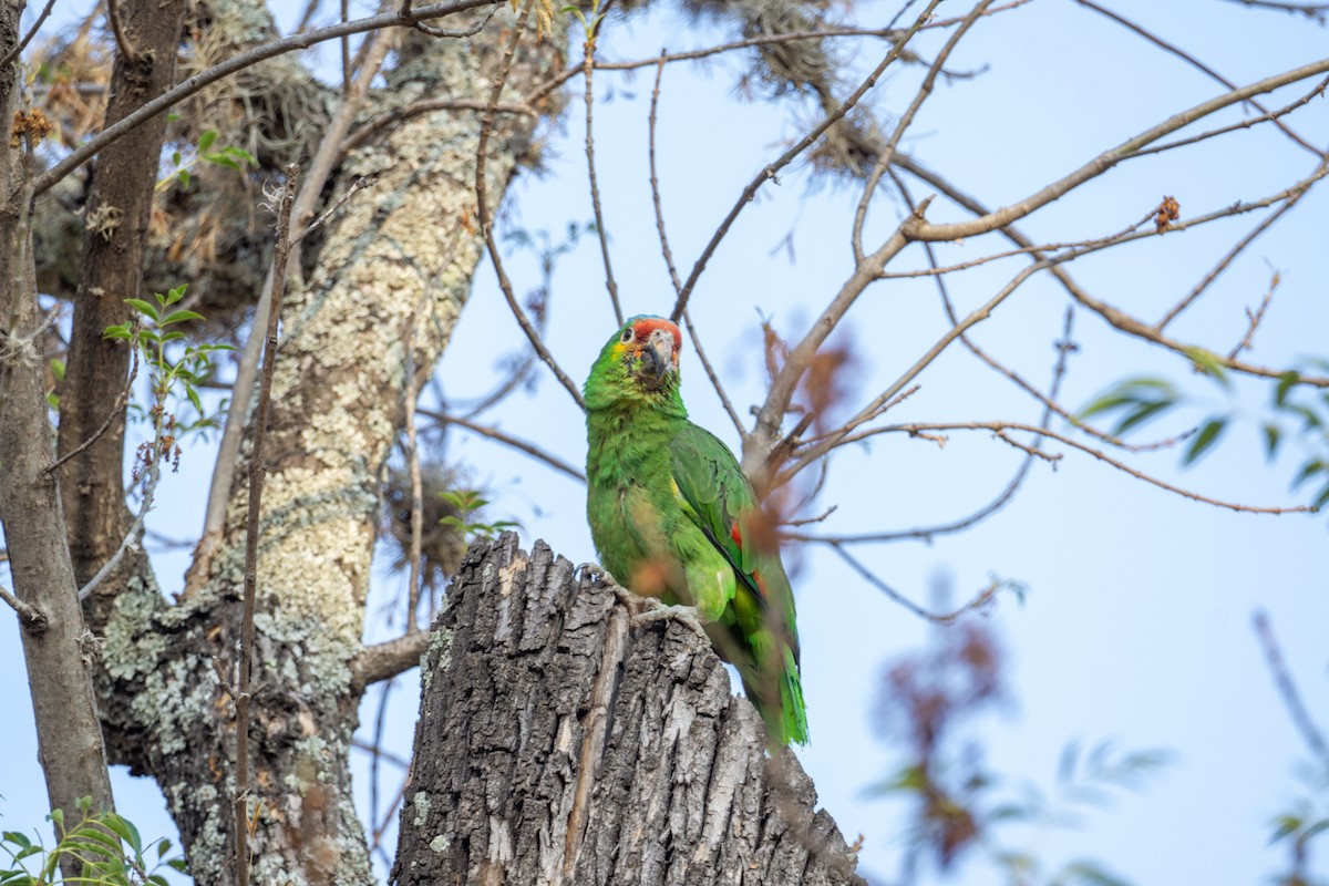 Red-lored Parrot - ML620582528