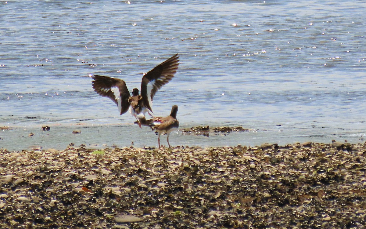 American Oystercatcher - ML620582535