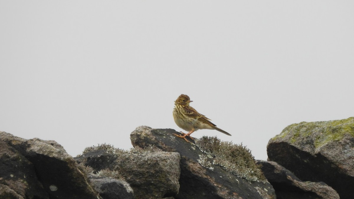 Meadow Pipit - ML620582537