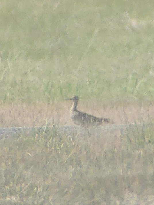 Upland Sandpiper - ML620582540