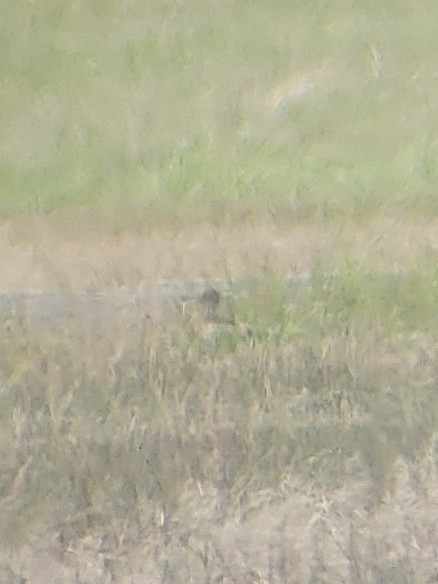 Upland Sandpiper - ML620582542