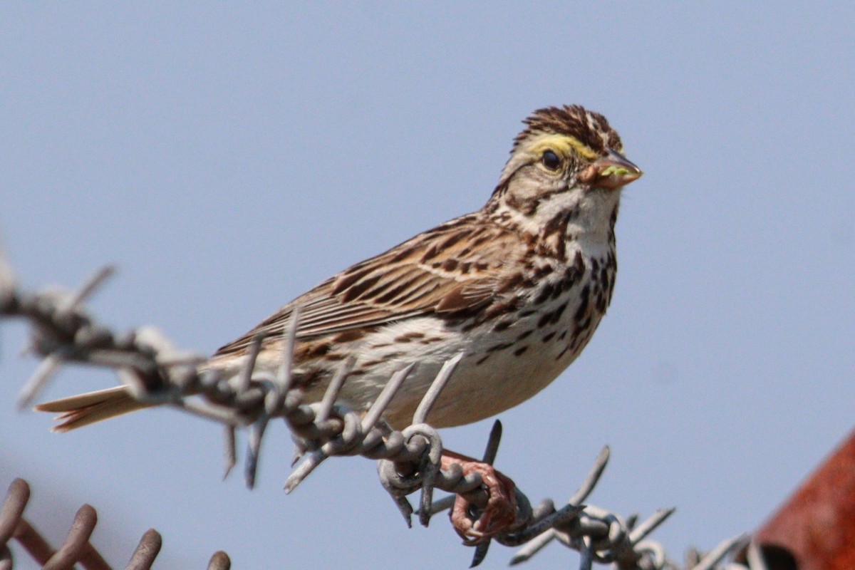 Savannah Sparrow (Savannah) - ML620582547